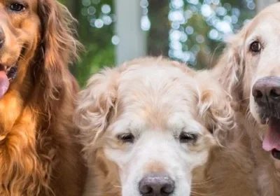 Happy golden retrievers indoors