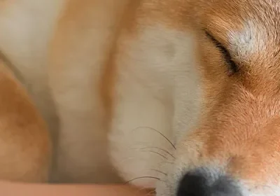 Dog being gently petted while sleeping