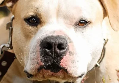 Dog with leather collar in the sun
