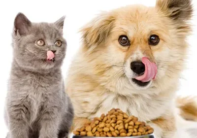 Kitten and dog with food bowl