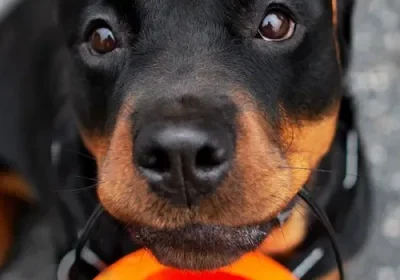 Dog with a Halloween bucket