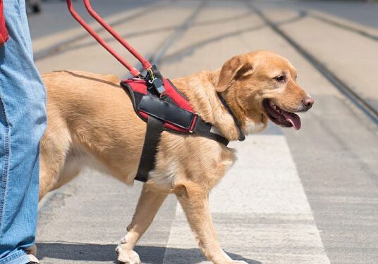 Guide dog leading person across street