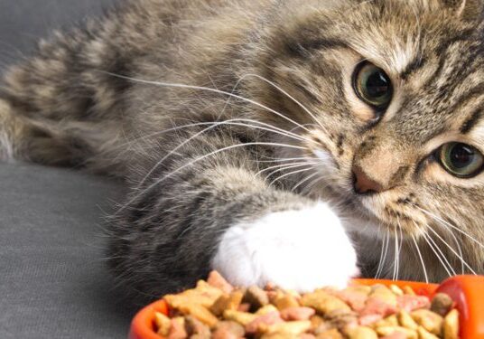 Cat reaching for food in orange bowl