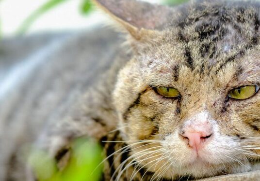 Striped cat with green eyes resting
