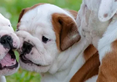 Cute bulldog puppies playing together