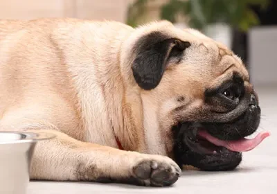 Pug resting on the floor