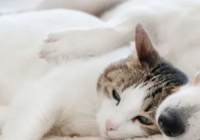 Peaceful nap time for cat and dog