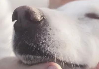 Relaxed dog enjoying affection