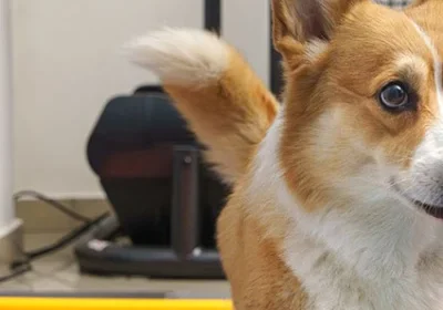 Cute corgi exercising indoors