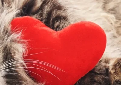 Cat with red heart-shaped pillow