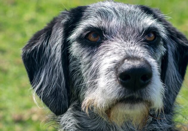 Scruffy dog outdoors on grass