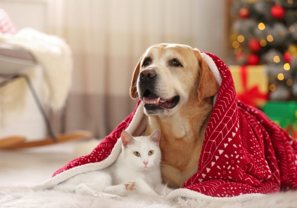 Dog and cat under red blanket