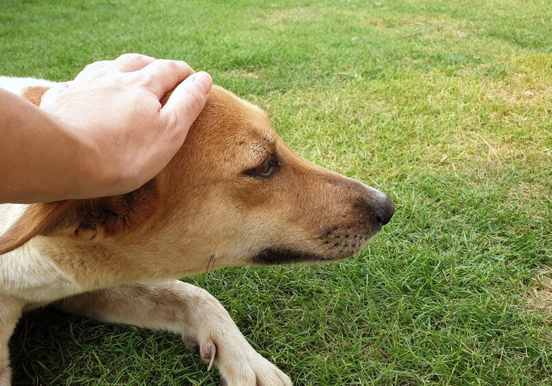 Person stroking a relaxed dog