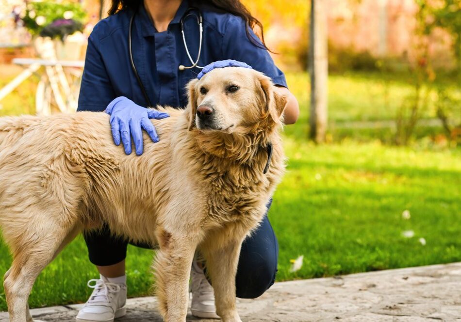 Veterinarian examining a golden retriever outdoors