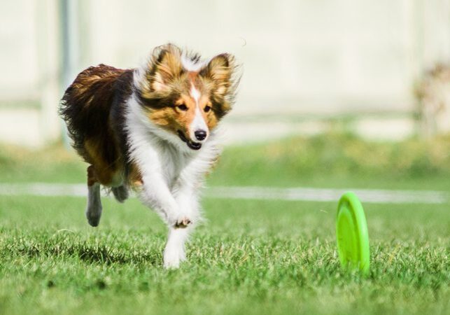 Sheltie running towards frisbee in park