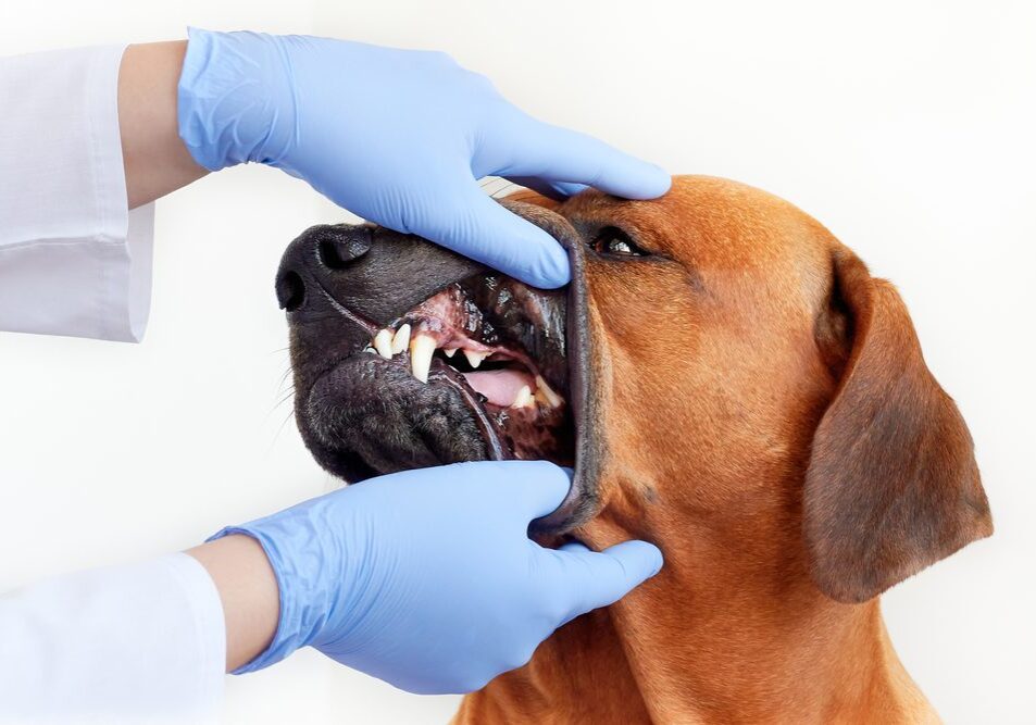 Canine oral health inspection