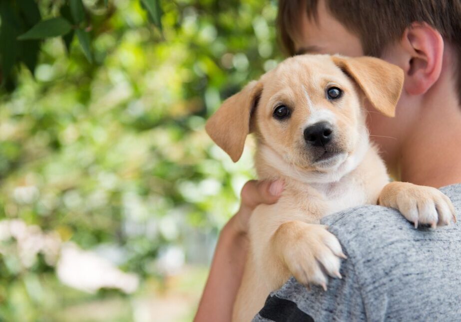 Young dog cuddled in nature setting