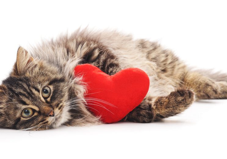 Cute tabby cat with heart-shaped cushion
