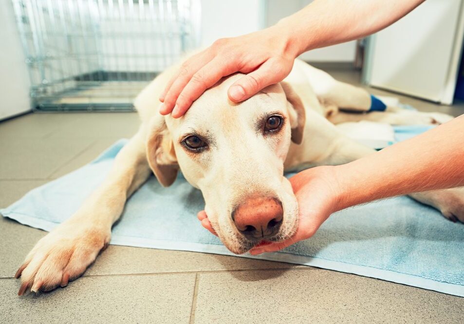 Comforting a sick dog on a towel
