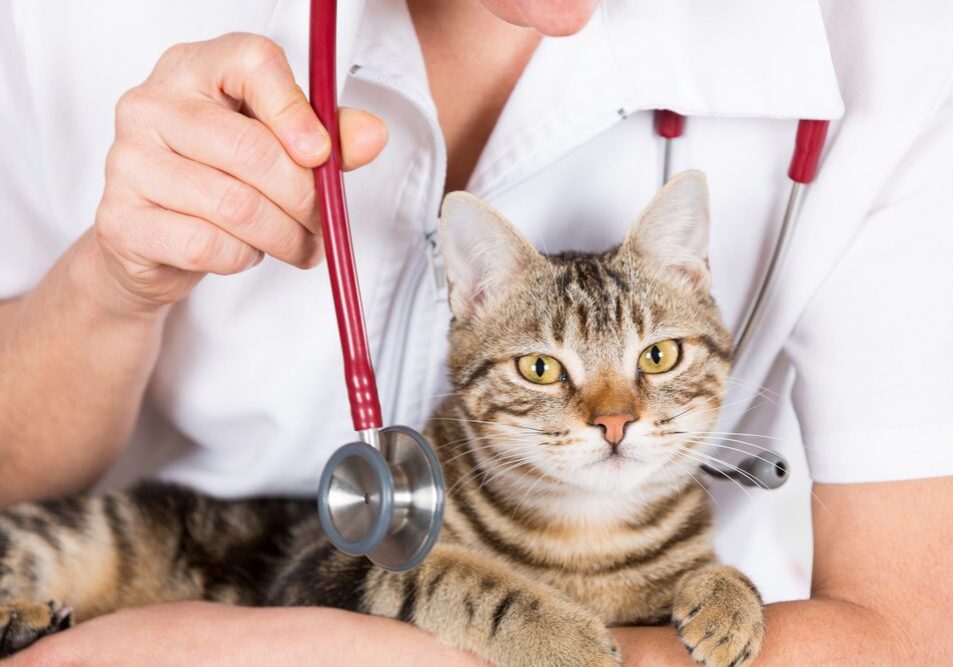 Veterinarian examining a calm cat