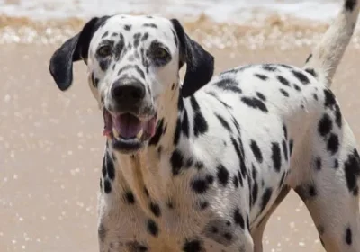 Dalmatian playing on the beach
