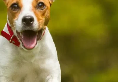 Happy dog with red collar
