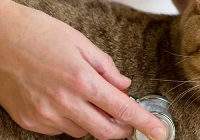 Checking cat's heartbeat with stethoscope
