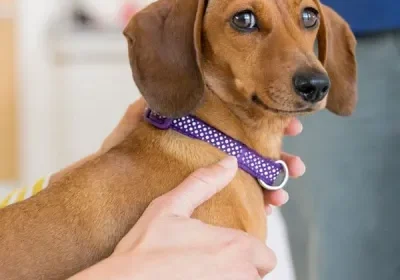 Brown dachshund with purple collar