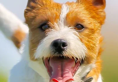 Happy dog with open mouth outdoors